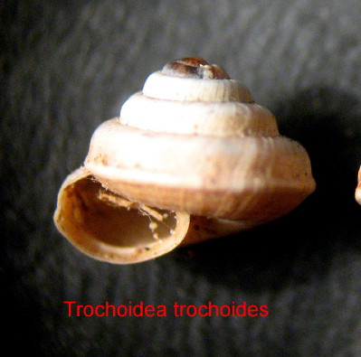 Esemplare sinistrorso di Trochoidea trochoides